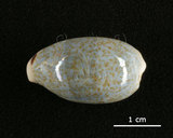 中文名:愛龍寶螺(002368-00375)學名:Cypraea errones Linnaeus, 1758(002368-00375)