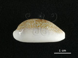 中文名:愛龍寶螺(002368-00375)學名:Cypraea errones Linnaeus, 1758(002368-00375)