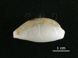 中文名:愛龍寶螺(002368-00375)學名:Cypraea errones Linnaeus, 1758(002368-00375)