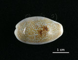 中文名:愛龍寶螺(002368-00375)學名:Cypraea errones Linnaeus, 1758(002368-00375)