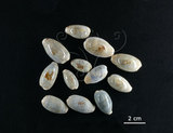 中文名:愛龍寶螺(002368-00375)學名:Cypraea errones Linnaeus, 1758(002368-00375)