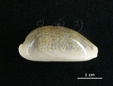 中文名:愛龍寶螺(003032-00042)學名:Cypraea errones Linnaeus, 1758(003032-00042)