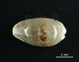 中文名:愛龍寶螺(003032-00042)學名:Cypraea errones Linnaeus, 1758(003032-00042)