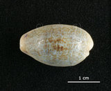 中文名:愛龍寶螺(003276-00021)學名:Cypraea errones Linnaeus, 1758(003276-00021)