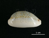 中文名:愛龍寶螺(003276-00060)學名:Cypraea errones Linnaeus, 1758(003276-00060)