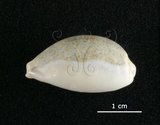 中文名:愛龍寶螺(003276-00060)學名:Cypraea errones Linnaeus, 1758(003276-00060)