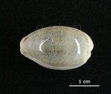 中文名:愛龍寶螺(003276-00060)學名:Cypraea errones Linnaeus, 1758(003276-00060)