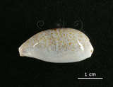 中文名:愛龍寶螺(003765-00054)學名:Cypraea errones Linnaeus, 1758(003765-00054)