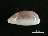 中文名:愛龍寶螺(005814-00014)學名:Cypraea errones Linnaeus, 1758(005814-00014)