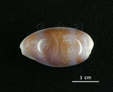 中文名:愛龍寶螺(005814-00014)學名:Cypraea errones Linnaeus, 1758(005814-00014)