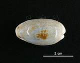 中文名:愛龍寶螺(005814-00059)學名:Cypraea errones Linnaeus, 1758(005814-00059)