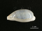 中文名:愛龍寶螺(005814-00060)學名:Cypraea errones Linnaeus, 1758(005814-00060)