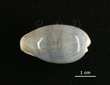 中文名:愛龍寶螺(005814-00060)學名:Cypraea errones Linnaeus, 1758(005814-00060)