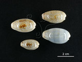 中文名:愛龍寶螺(005814-00060)學名:Cypraea errones Linnaeus, 1758(005814-00060)