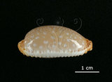 中文名:雞皮寶螺(005814-00075)學名:Cypraea limacina Lamarck, 1810(005814-00075)