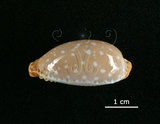 中文名:雞皮寶螺(005814-00075)學名:Cypraea limacina Lamarck, 1810(005814-00075)