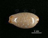 中文名:雞皮寶螺(005814-00075)學名:Cypraea limacina Lamarck, 1810(005814-00075)