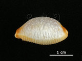 中文名:雞皮寶螺(005814-00076)學名:Cypraea limacina Lamarck, 1810(005814-00076)