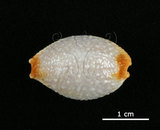 中文名:雞皮寶螺(005814-00076)學名:Cypraea limacina Lamarck, 1810(005814-00076)