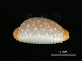 中文名:雞皮寶螺(005814-00077)學名:Cypraea limacina Lamarck, 1810(005814-00077)