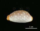 中文名:雞皮寶螺(005814-00077)學名:Cypraea limacina Lamarck, 1810(005814-00077)