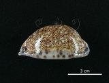 中文名:花枕寶螺(002119-00028)學名:Cypraea eglantina Duclos, 1833(002119-00028)