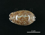 中文名:花枕寶螺(002119-00028)學名:Cypraea eglantina Duclos, 1833(002119-00028)