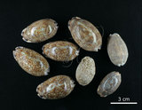 中文名:花枕寶螺(002119-00028)學名:Cypraea eglantina Duclos, 1833(002119-00028)