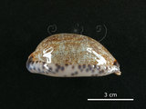 中文名:花枕寶螺(002119-00032)學名:Cypraea eglantina Duclos, 1833(002119-00032)
