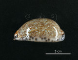 中文名:花枕寶螺(002119-00032)學名:Cypraea eglantina Duclos, 1833(002119-00032)