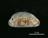 中文名:花枕寶螺(002119-00036)學名:Cypraea eglantina Duclos, 1833(002119-00036)