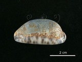 中文名:花枕寶螺(002119-00036)學名:Cypraea eglantina Duclos, 1833(002119-00036)