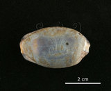 中文名:花枕寶螺(002119-00036)學名:Cypraea eglantina Duclos, 1833(002119-00036)