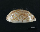 中文名:花枕寶螺(002119-00047)學名:Cypraea eglantina Duclos, 1833(002119-00047)