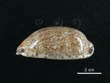 中文名:花枕寶螺(002119-00047)學名:Cypraea eglantina Duclos, 1833(002119-00047)