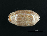 中文名:花枕寶螺(002119-00047)學名:Cypraea eglantina Duclos, 1833(002119-00047)