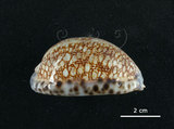 中文名:花枕寶螺(003765-00008)學名:Cypraea eglantina Duclos, 1833(003765-00008)