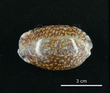 中文名:花枕寶螺(003765-00008)學名:Cypraea eglantina Duclos, 1833(003765-00008)