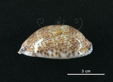 中文名:花枕寶螺(003765-00051)學名:Cypraea eglantina Duclos, 1833(003765-00051)