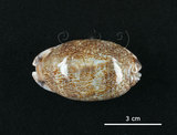 中文名:花枕寶螺(003765-00051)學名:Cypraea eglantina Duclos, 1833(003765-00051)