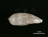 中文名:花枕寶螺(003765-00052)學名:Cypraea eglantina Duclos, 1833(003765-00052)