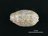 中文名:花枕寶螺(004734-00039)學名:Cypraea eglantina Duclos, 1833(004734-00039)