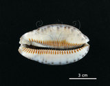 中文名:花枕寶螺(004734-00039)學名:Cypraea eglantina Duclos, 1833(004734-00039)