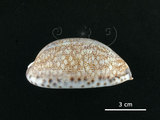 中文名:花枕寶螺(004734-00039)學名:Cypraea eglantina Duclos, 1833(004734-00039)