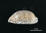 中文名:花枕寶螺(004734-00039)學名:Cypraea eglantina Duclos, 1833(004734-00039)