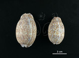 中文名:花枕寶螺(004734-00039)學名:Cypraea eglantina Duclos, 1833(004734-00039)