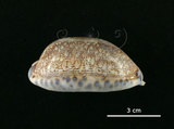 中文名:花枕寶螺(004734-00050)學名:Cypraea eglantina Duclos, 1833(004734-00050)