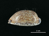 中文名:花枕寶螺(004734-00050)學名:Cypraea eglantina Duclos, 1833(004734-00050)