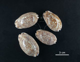中文名:花枕寶螺(004734-00050)學名:Cypraea eglantina Duclos, 1833(004734-00050)