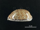 中文名:花枕寶螺(004976-00147)學名:Cypraea eglantina Duclos, 1833(004976-00147)